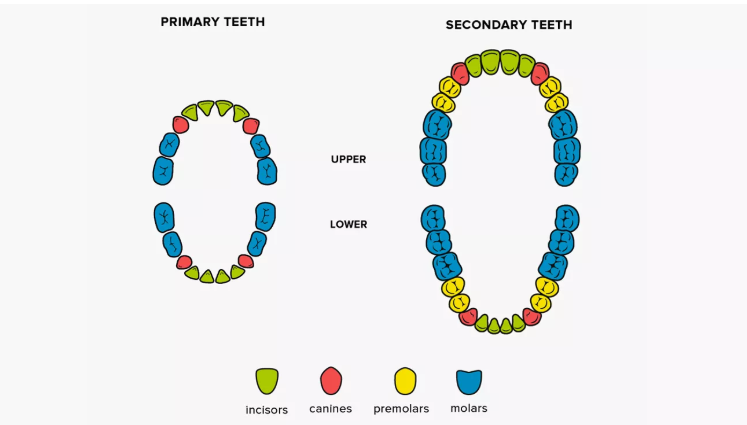 cuantos dientes ser humano?¿ y cuantas piezas dentales debemos tener? - Dentista en